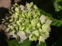 IMGP0147.webp