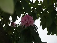 IMGP0140.webp