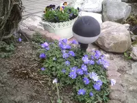 Anemonen 7.4.2011.webp