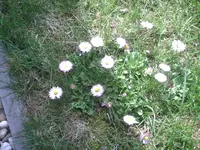 Gänseblümchen 7.4.2011.webp