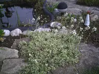 Gänsekresse mit Elfe 7.4.2011.webp