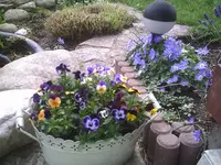 Hornveilchen 7.4.2011.webp