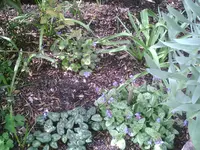 Medizinerbeet 7.4.2011.webp