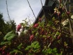 Ribes 7.4.2011.jpg