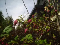 Ribes 7.4.2011.webp