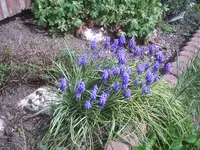 Traubenhyazinthen 7.4.2011.webp