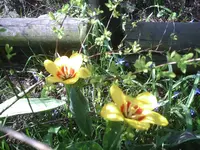 Tulpen-gelb 7.4.2011.webp