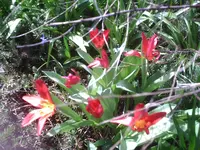 Tulpen-rot 7.4.2011.webp