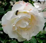 DSC_0073-.webp