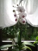 Orchidee.webp