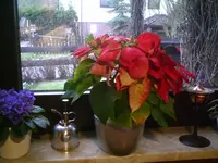 Weihnachtsstern.webp