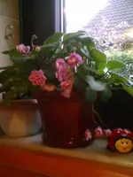 Rococco.webp