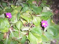 CIMG6227.webp
