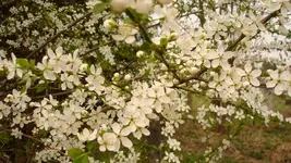 2011 04 07 041.webp