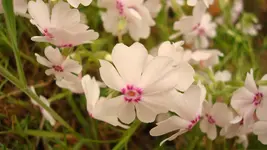 2011 04 07 086.webp
