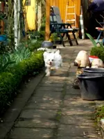 SDC13294.webp