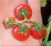 tomato.webp