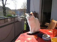 mister Lucky  in der Sonne.webp