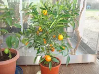 april 2011 pflanzen 001.webp