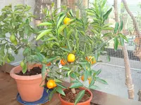 april 2011 pflanzen 002.webp