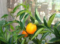 april 2011 pflanzen 003.webp