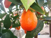 april 2011 pflanzen 004.webp