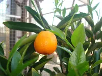 april 2011 pflanzen 005.webp