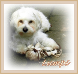 Lumpi.webp