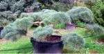 wacholder schnitt4.webp