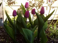 2011 04 07 008.webp
