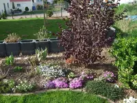 phloxe-blaukissen-schleifenblumen.webp