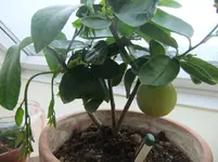 DSCF2598.webp