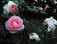40_raw_neu.webp