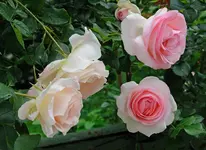 DSC_0067-.webp