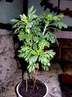 SDC13272.webp