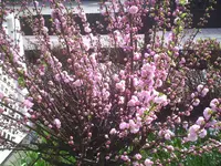 Blüten.8.4.2011.webp