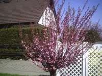 Kirsche.8.4.2011.webp