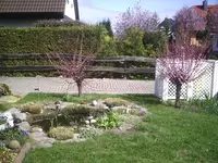 Mandel-und Kirschbaum.8.4.2011.webp