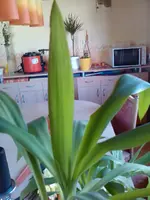 P1529_08-04-11.webp