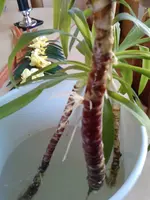 P1530_08-04-11.webp