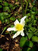 SDC13282.webp