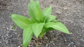 Bärlauch.webp