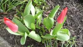 K800_8.4.2011 118.webp
