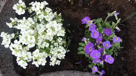 K800_8.4.2011 116.webp