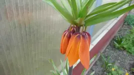 K800_8.4.2011 123.webp