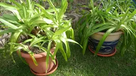 Schmucklilien.webp