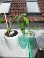 SDC12381.webp