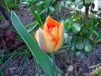 CIMG6355.webp
