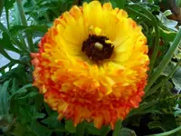 Ranunkel.webp