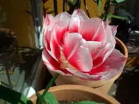 CIMG6366.webp
